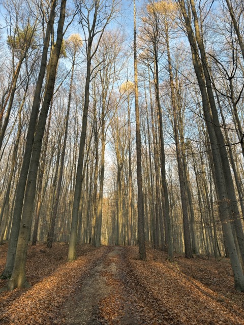 Pressbaum in the Vienna Woods