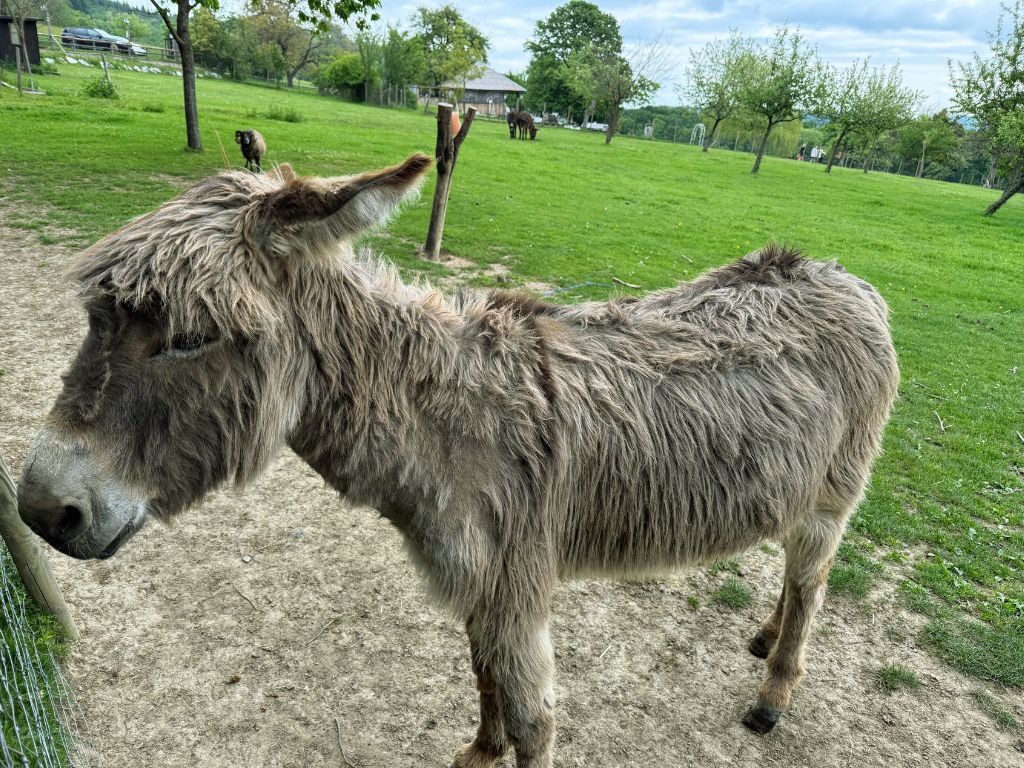 Mirli’s animale with picnic lawn under blooming cherry trees in the background