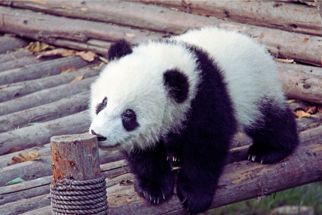 Giant Panda at Vienna Zoo