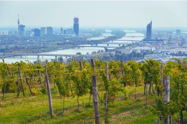 Exploring the Heurigen: Vienna’s Beloved Wine Taverns